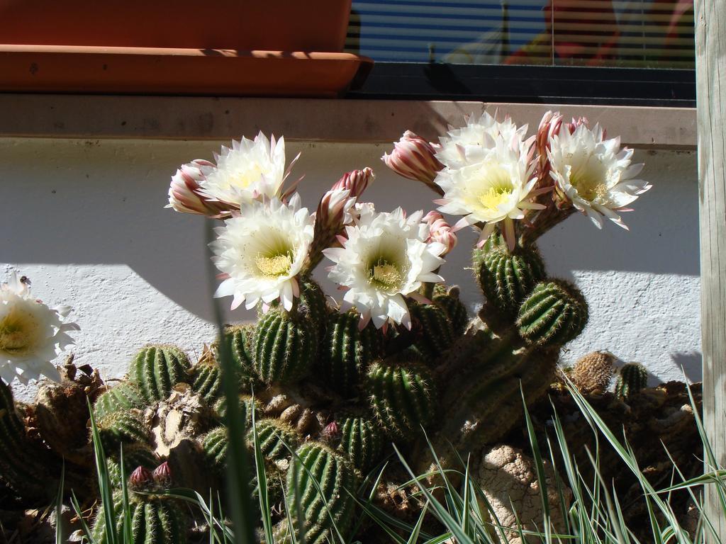 Hostal Les Fonts Castellar De N'Hug Eksteriør billede